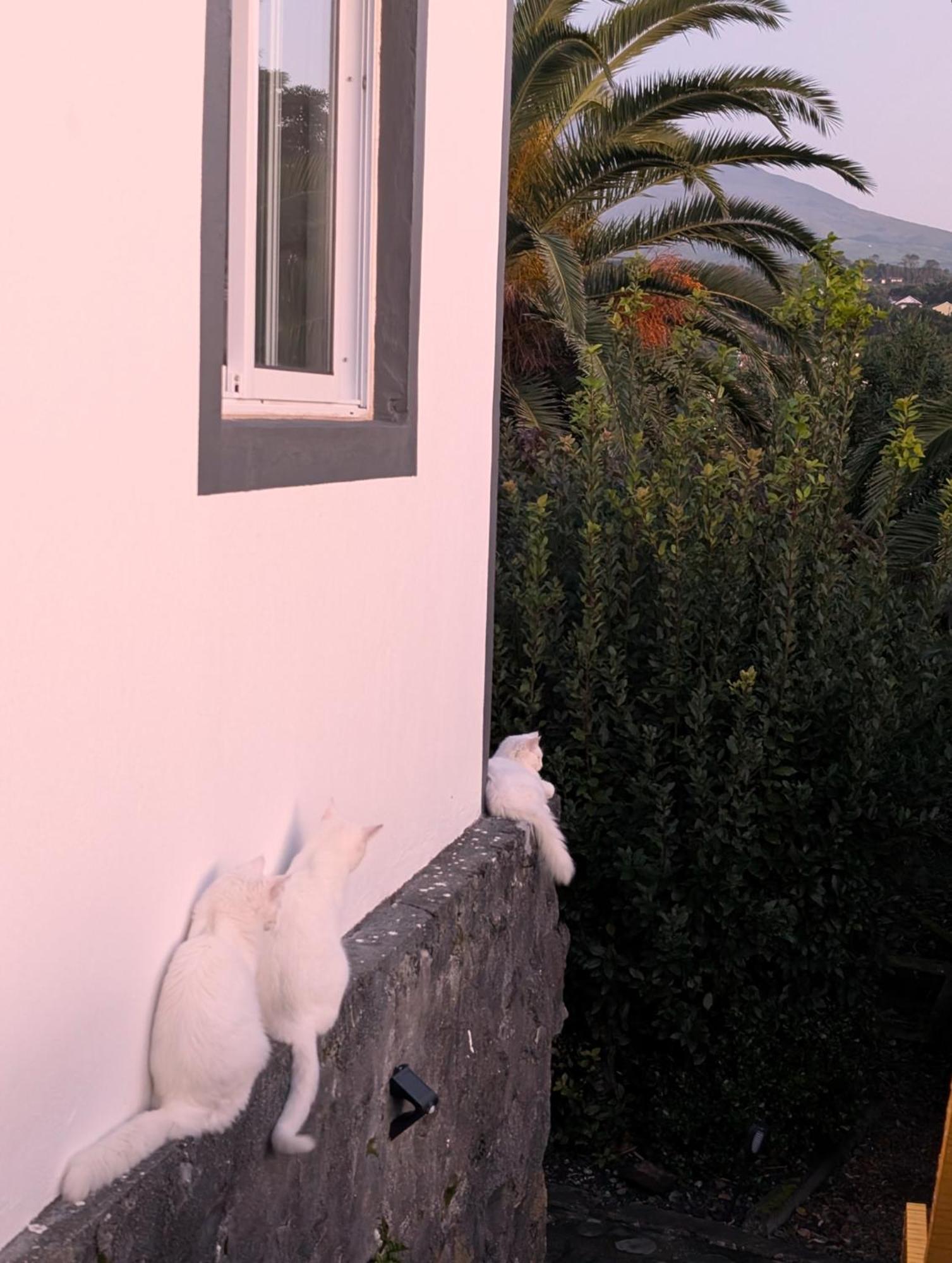 Loving Strangers Hostel Madalena  Exterior photo